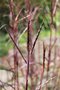 vignette Andropogon gerardii 'Blackhawks'