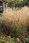 vignette Calamagrostis x acutiflora 'Karl Foerster'