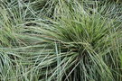 vignette Calamagrostis x acutiflora 'Lightning Strike'