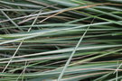 vignette Calamagrostis x acutiflora 'Lightning Strike'