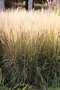 vignette Calamagrostis x acutiflora