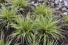 vignette Carex morrowii 'Everglow' (Evercolor Series)