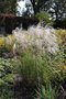 vignette Miscanthus sinensis 'Graziella'