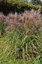 vignette Miscanthus sinensis 'Huron Sunrise'