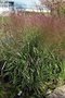 vignette Panicum virgatum Prairie Winds 'Apache Rose'