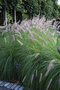 vignette Pennisetum setaceum 'Fuzzy'