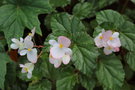 vignette Begonia involucrata