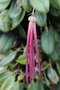 vignette Bulbophyllum plumatum