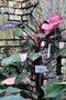 vignette Philodendron erubescens 'Pink Princess'