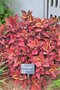vignette Plectranthus scutellarioides ColorBlaze Rediculous