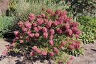 vignette Hydrangea paniculata 'Vanilla Strawberry'