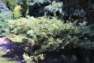 vignette Juniperus chinensis 'Whistling Gardens' ?