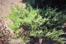 vignette Juniperus sabina 'Variegata'
