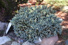 vignette Juniperus squamata 'Floreant'