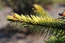 vignette Picea abies 'Aurea Magnifica' = 'Magnificent Golden'