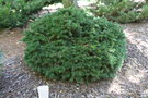 vignette Picea abies 'Layne s Globe'