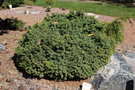 vignette Picea abies 'Sonnenberg'