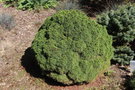 vignette Picea glauca 'Little Globe'