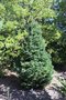 vignette Picea glauca 'North Star'