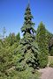 vignette Picea glauca 'Pendula'