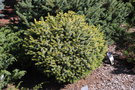 vignette Picea omorika 'Golden Midget'