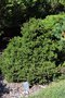 vignette Picea orientalis 'Losely'