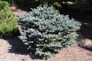 vignette Picea pungens 'Hunnewelliana'