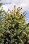 vignette Picea pungens 'Smyth'