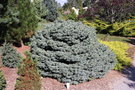 vignette Picea pungens 'Swifty'