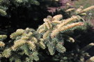 vignette Picea pungens 'Walnut Glen'