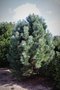 vignette Pinus 'Forest Sky'