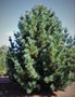 vignette Pinus koraiensis 'Morris Blue'