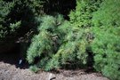 vignette Pinus monticola 'Pendula'