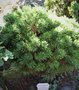 vignette Pinus mugo ssp uncinata 'Popelka #23WB'
