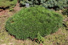 vignette Pinus mugo ssp. uncinata 'Paradekissen'