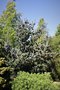 vignette Pinus parviflora 'Cleary'