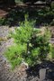 vignette Pinus parviflora 'Cuddles'