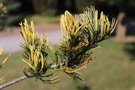 vignette Pinus parviflora 'Fukai'