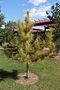vignette Pinus resinosa 'Aurea'