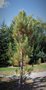 vignette Pinus resinosa 'Fasigiata'