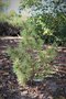 vignette Pinus strobus 'Edelweiss Gold'