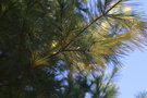 vignette Pinus strobus 'Gold Painted'