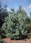 vignette Pinus wangii var. wilsonii
