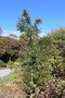 vignette Quercus robur 'Strypemonde'