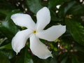 vignette Trachelospermum (fleur)