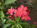vignette Jatropha integerrima (fleurs et feuillage)