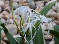 vignette Hymenocallis littoralis (fleurs)