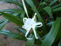 vignette Hymenocallis littoralis (fleur)