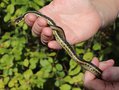 vignette Thamnophis sirtalis - Couleuvre raye