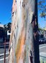 vignette Santa Barbara, Eucalyptus deglupta